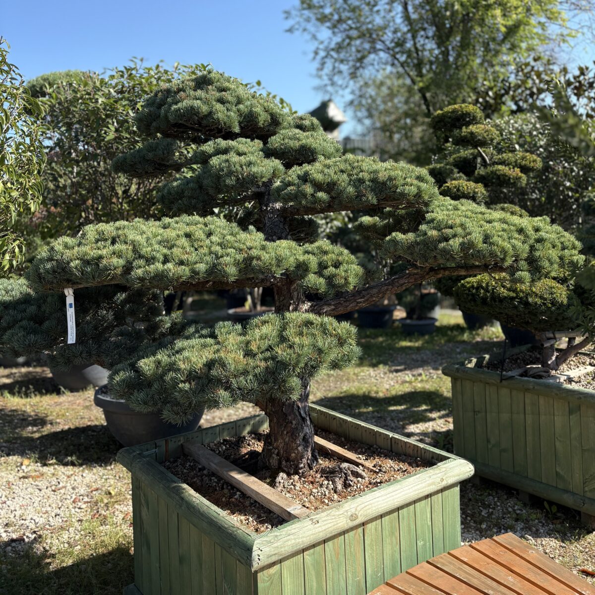 Pinus Pentaphyla Bonsai