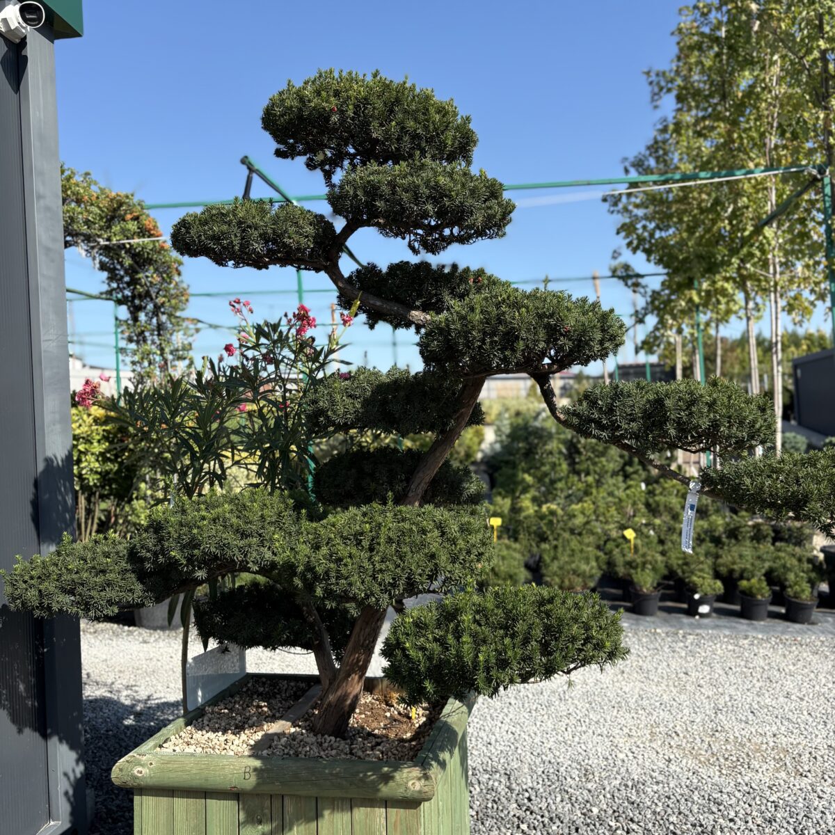 Taxus Cuspidata Bonsai