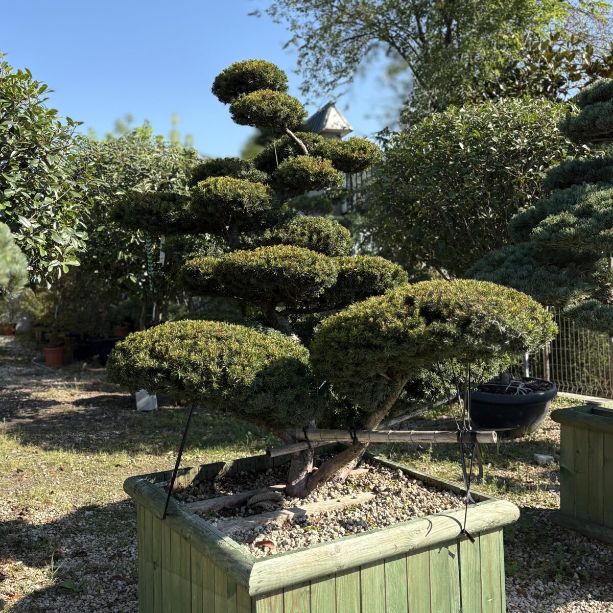 Taxus media Farmen Bonsai